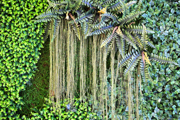 綠色植物墻