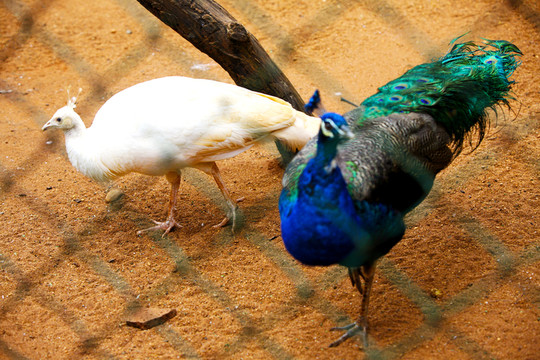 孔雀 動物 鳥