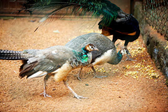 孔雀 動物 鳥