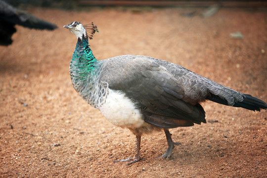 孔雀 動物