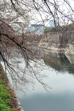 日本大阪城公園