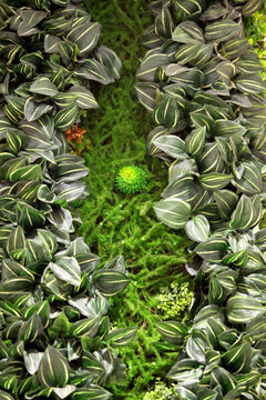 綠色植物墻 植物墻 花卉墻