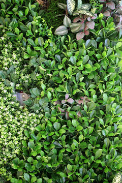 綠色植物墻 植物墻 花卉墻 綠
