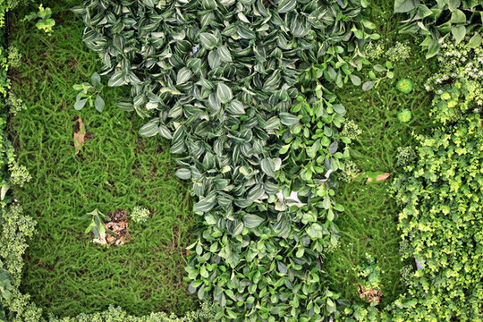 綠色植物墻
