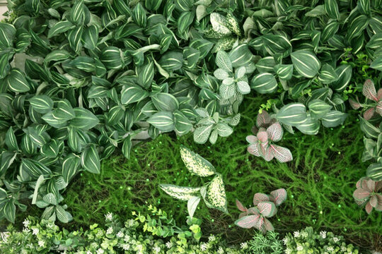 綠色植物墻 植物墻