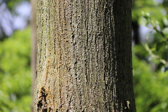 樹(shù)皮