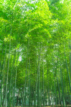 竹子 竹林 竹枝