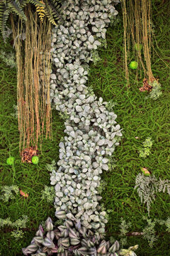 綠色植物墻 植物墻 花卉墻