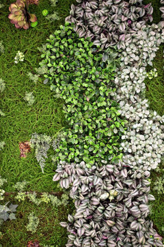 綠色植物墻 植物墻 花卉墻