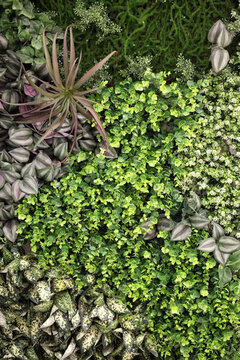 綠色植物墻