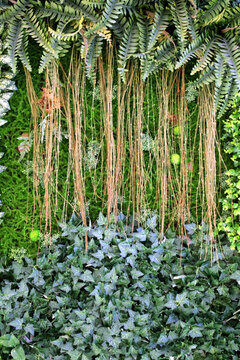 綠色植物墻 植物墻 花卉墻