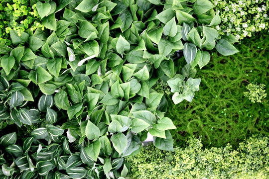 綠色植物墻 植物墻 花卉墻 綠