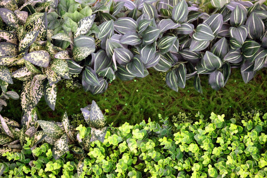 綠色植物墻