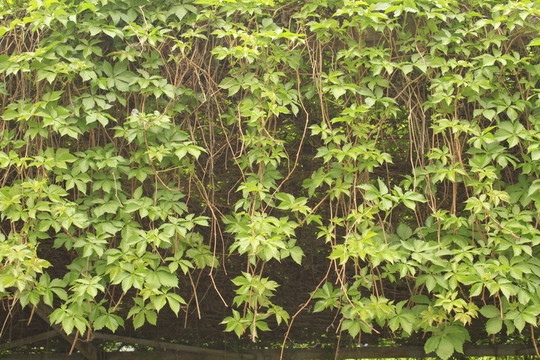 爬山虎