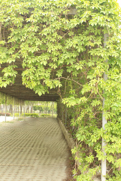 爬山虎