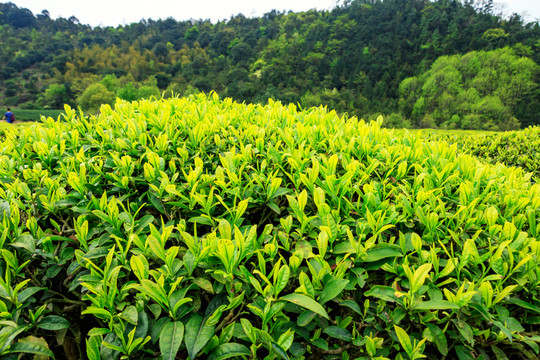 嫩茶 春茶