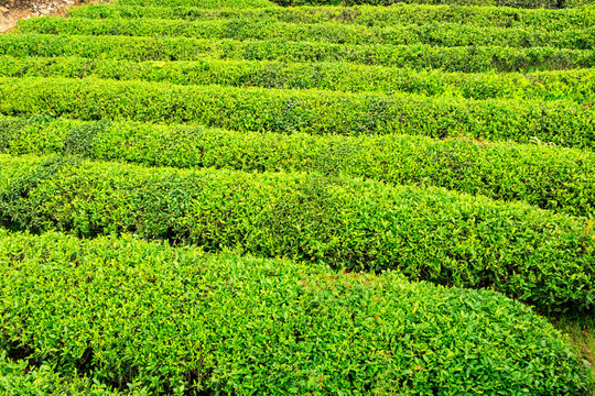 田野田園 茶園茶樹