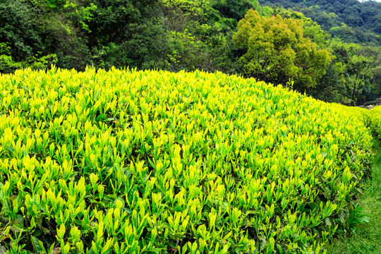茶樹嫩葉 嫩茶 春茶