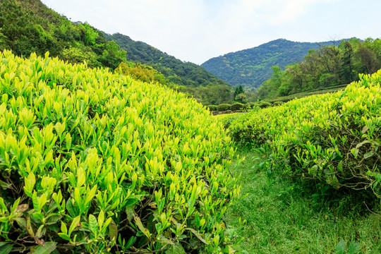 綠茶 茶樹嫩葉 嫩茶 春茶