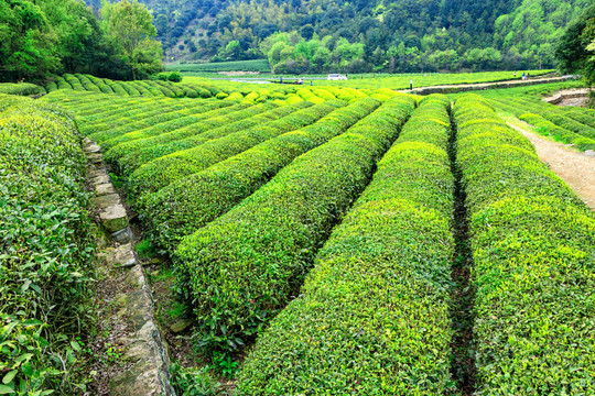 茶園風光 茶山風景