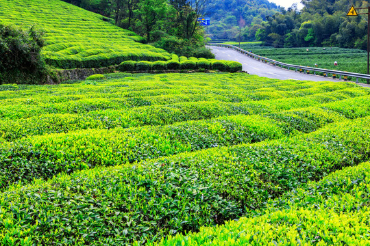 茶園茶場 茶樹 茶園 茶場 茶
