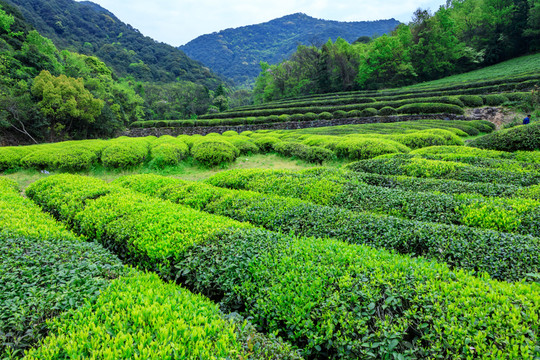 茶園茶場 茶樹 茶園 茶場 茶