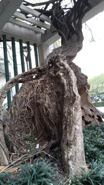 紫藤樹(shù)桿