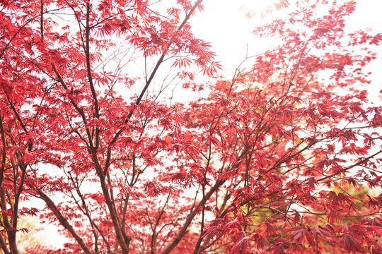 紅葉林  樹林