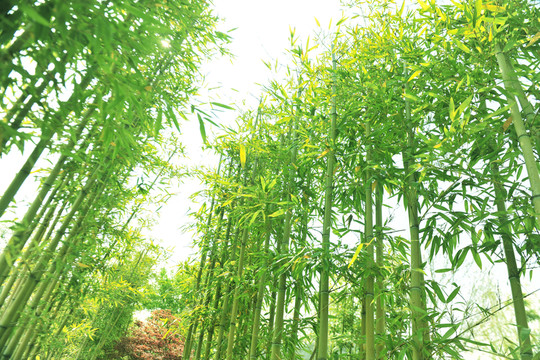 竹林  竹子