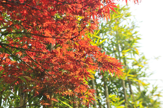 紅樹葉