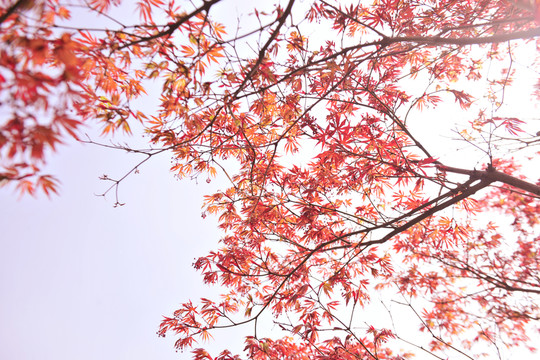 楓葉林  紅樹林
