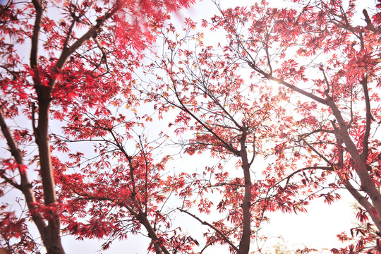 楓樹高清  紅葉林
