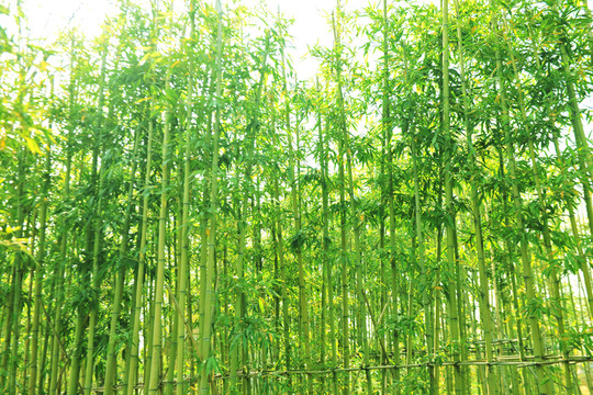 竹林  竹子