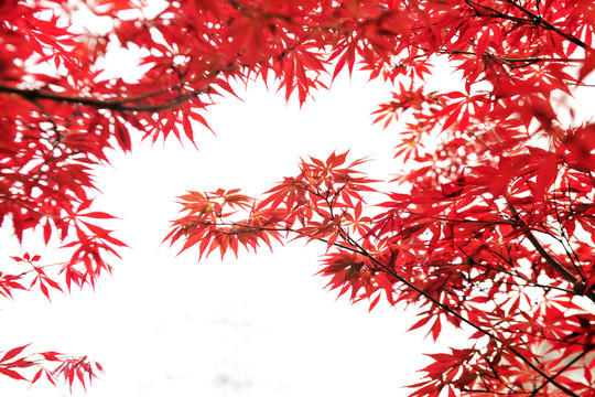 紅葉林   楓樹林