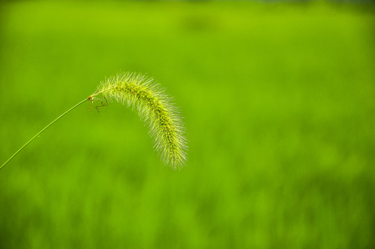 狗尾巴草