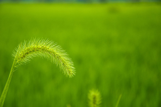 狗尾巴草