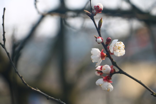 杏花
