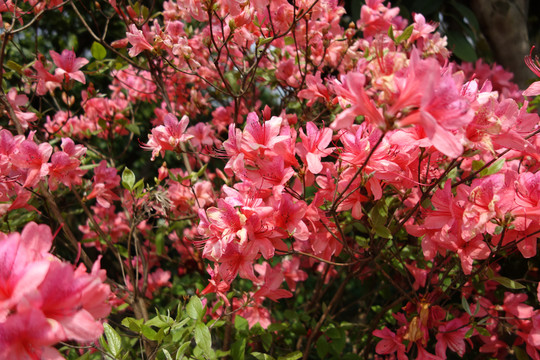 鮮花背景