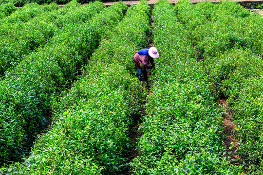茶農(nóng)采茶 采茶女工 茶山茶園