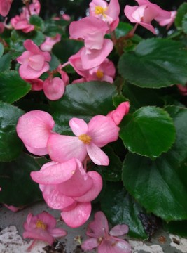 花卉