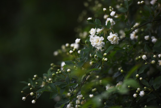 白薔薇
