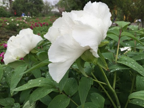洛陽牡丹