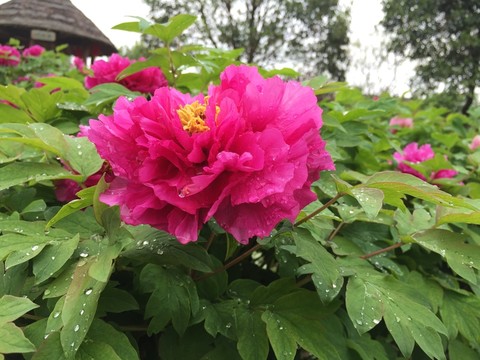 洛陽牡丹