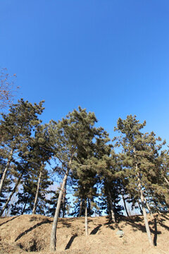 圓明園遺址公園 圓明園 廢墟