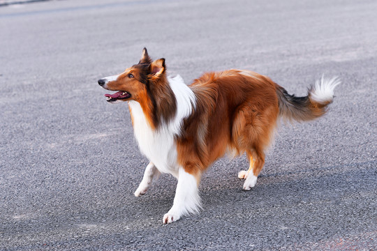 蘇格蘭牧羊犬