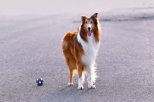 蘇格蘭牧羊犬