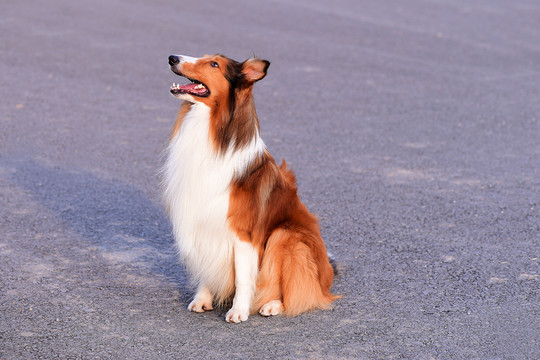 蘇格蘭牧羊犬