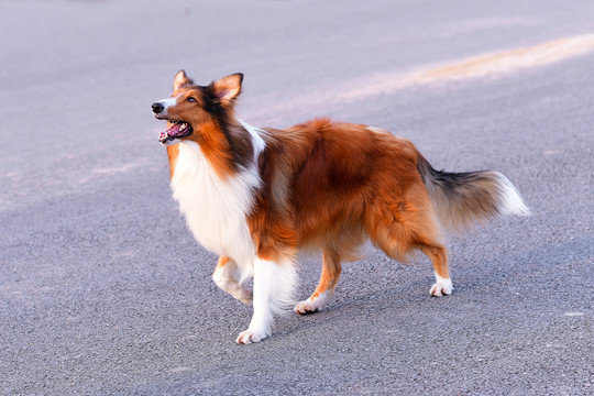 蘇格蘭牧羊犬