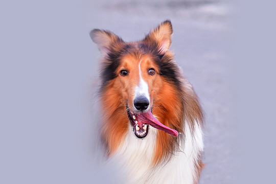 蘇格蘭牧羊犬