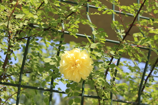 黃薔薇花